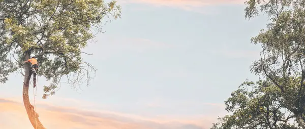 Ağaççı ağaca tırmanıyor ve küçük petrol testeresiyle dalları kesiyor.