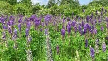 Yazın günbatımında yeşil çimlerin üzerinde mor Lupineler