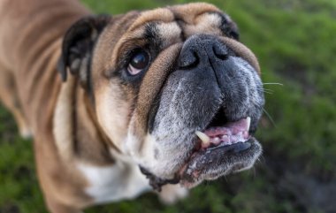 Funny beautiful classic Red English British Bulldog Dog out for a walk looking up sitting in the grass in forest on sunny day at sunset