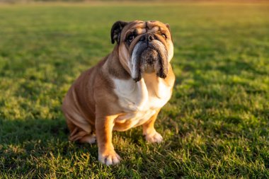 Funny beautiful classic Red English British Bulldog Dog out for a walk looking up sitting in the grass in forest on sunny day at sunset