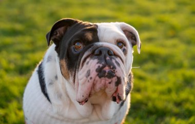 Siyah üç renkli komik İngiliz Bulldog 'u yürüyüşe çıktı. Sonbahar güneşli günbatımında çimlerin üzerinde oturdu.