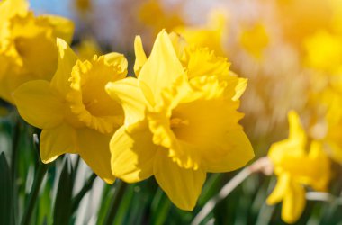 Güneşli bahar gününde sarı nergisler çiçek açar. Havada bahar kokusu var.