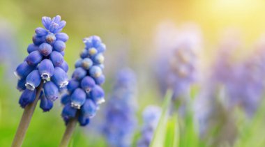 Güzel mavi nişasta üzümlü sümbül çiçekleri baharda çiçek açar. Dekoratif mor muscari ihmal çiçeği ilkbaharda çiçek açar. Doğanın güzelliği ve canlı renkler.
