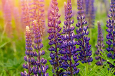 Sıcak bir yaz gününde, gün batımında çayırdaki lupin çiçekleri. Yaz çiçekleri. Metin Yüksek kaliteli fotoğraf için Yaz Zamanı Boşluğu