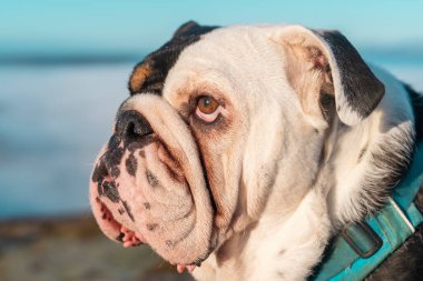 Siyah üç renkli İngiliz Bulldog 'unun portresi dağların tepesinde mavi gökyüzüne karşı yürüyüş için dışarı çıktı.