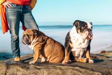 Kotlu bir kadın köpeklerle dağlarda yürüyüş yapıyor, sağlık için egzersiz ve uygunluk, sağlıklı yaşam tarzı ve gülümseme. Olgun bir dişi buldogla bir kayanın üzerinde oturuyor, sakin bir gün.