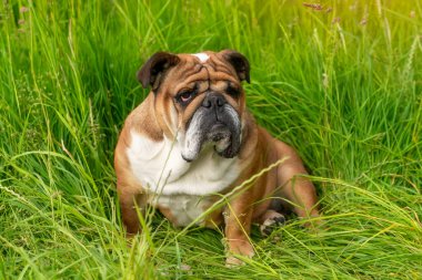 Funny beautiful classic Red English British Bulldog Dog out for a walk looking up sitting in the grass in forest on sunny day at sunset