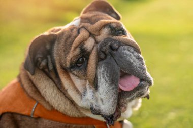Güneşli gün batımında çimlerin üzerinde otururken İngiliz Buldog 'u yürüyüş için dışarı çıktı.