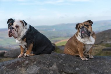 Siyah üç renkli ve kırmızı İngiliz Bulldogları yürüyüş için koşumlarını takmış güneşli bir günde dağın tepesinde oturan kameraya bakıyorlardı.