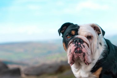 İngiliz Buldog 'u, dağların tepesinde mavi gökyüzüne karşı yürümeye hazırlanıyor.