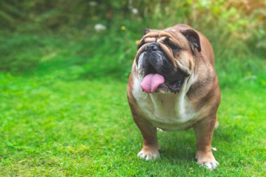 İngiliz bulldog 'u yaz günü çimlerin üzerinde dikilip fotokopi çekerek gözlerini kaçırıyor.