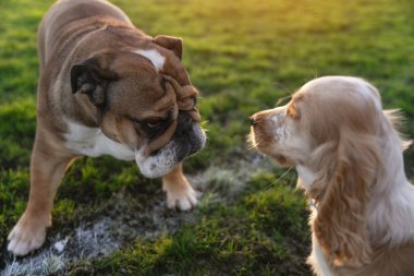 İngiliz bulldog ve şirin cocker spaniel köpek gün batımında bahçede oynuyorlar.