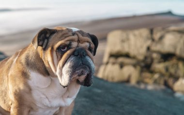 İngiliz Buldog Köpeği 'nin yakın çekimi bulutlu havada oturmuş kameraya bakıyor.