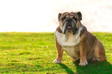 İngiliz Bulldog Sunny Weather 'da Çimlerde Oturuyor