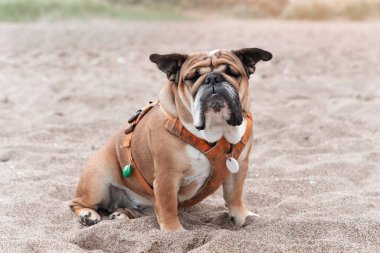 İngiliz Bulldog Kumsalda Oturuyor