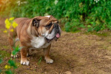 Yeşil Ormanda Bir Yol Üzerinde Duran İngiliz Bulldog