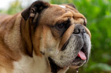 Dili Çıkarılmış Bir Kahverengi Bulldog 'un Yakın Portresi