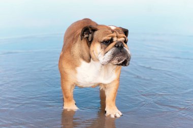Kahverengi ve Beyaz Buldog Sahildeki Sığ Su 'da Duruyor