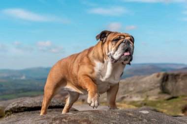 İngiliz Bulldog Tepe Bölgesindeki Rocky Outcropping 'in üzerinde duruyor