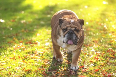 Buldog Güneşli Gün 'de Düşen Yapraklar' da Yürüyor