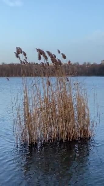 Reeds Sway Wind Middle Lake Nature Windy Day High Quality — Vídeo de Stock