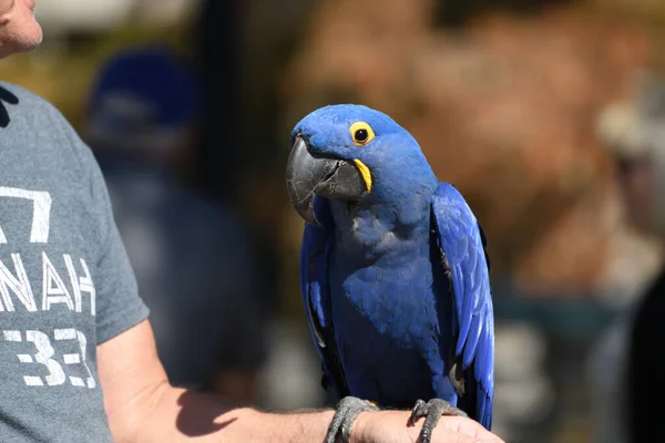 Vackra Husdjur Hyacinth Blå Macaw Papegoja Bakgrund — Stockfoto