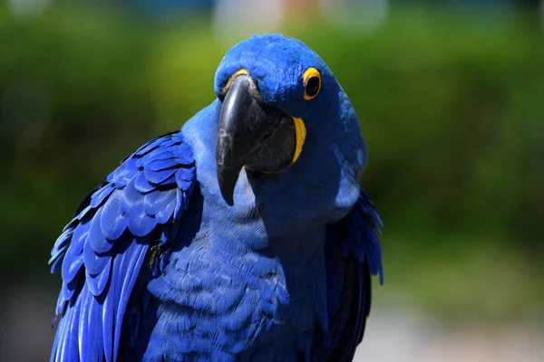 Pet Azul Hyacinth Macaw Papagaio Perfil Fundo — Fotografia de Stock
