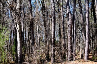 Kışın orman ağaçları İlkbaharda çiçek açmaya hazır.