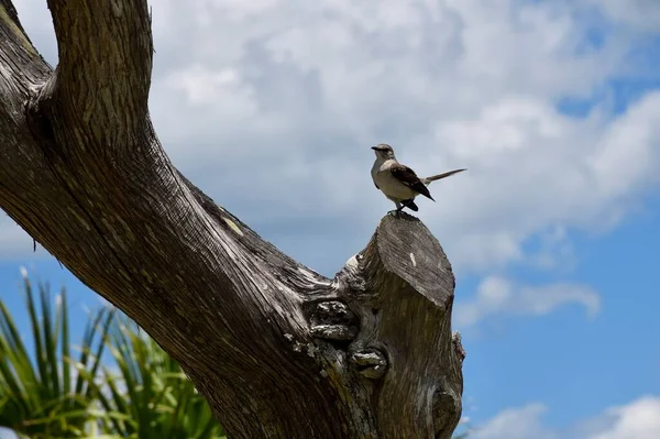 Маленькая Птичка Сидела Дереве Сент Огастин Флорида — стоковое фото