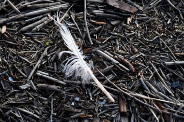 Yalnız beyaz kuş tüyü, okyanus kumsalı enkazı ile karıştırılmış..