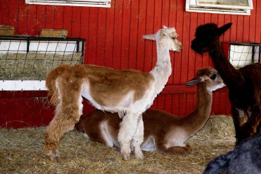 Georgia, ABD 'deki çiftlik hayvanı hayvanat bahçesinde şirin Alpaca..