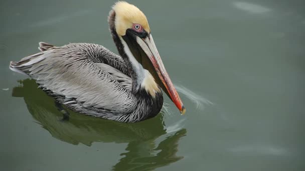Pelikan Dzikiej Wodzie Brodzący Rzece Florydzie Usa — Wideo stockowe