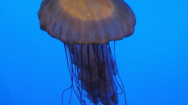 Kwallen Bij Aquariumachtergrond Onder Water — Stockvideo