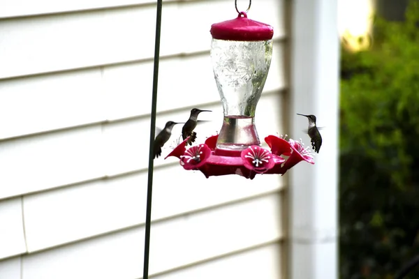 Mehrere Kolibris Nektarfutterhäuschen Garten Georgia Usa — Stockfoto