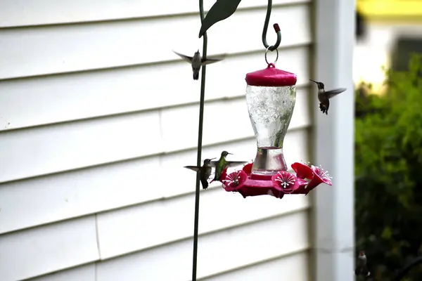 Hummingbirds Multipli All Alimentatore Del Nettare Dalla Zona Del Giardino — Foto Stock