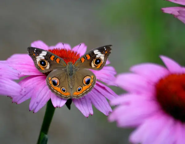 Common Buckeye Butterfly on Coneflowers at garden area.