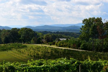 Blue Ridge Dağları 'nın arka planını gösteren manzara Üzüm bağı Dahlonega, Georgia.