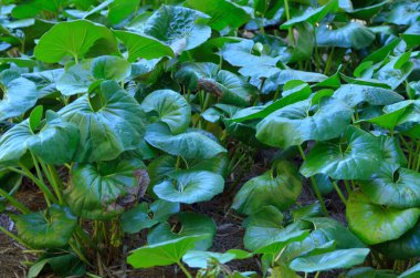 Garen bölgesindeki büyük leopar bitkisi.