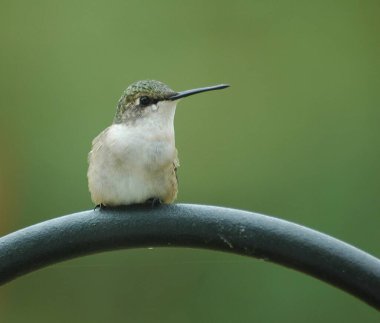 Küçük sinekkuşu besleyiciye tünemiş..