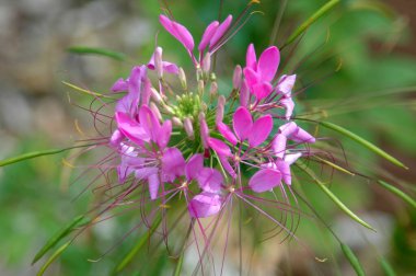 Canlı pembe Örümcek çiçeği arkaplanı