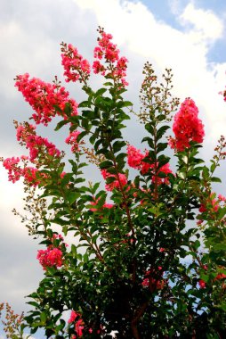 Canlı pembe Crepe Myrtle Çiçeği Çalılığı.