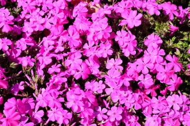 Bahçedeki canlı pembe çiçekli çiçek. Pembe.