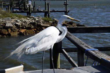 Florida, ABD 'deki balıkçı iskelesinde beyaz balıkçıl kuşu.
