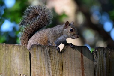 Çitin üstünde sevimli bir sincap..