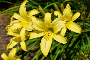 Bahçe bölgesinde parlak sarı gün çiçekleri gösteren makro resim,