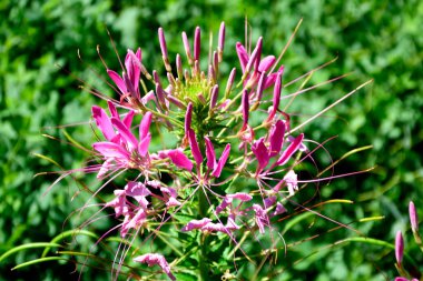 Bahçe bölgesinde bir örümcek çiçeğinin makro görüntüsü.