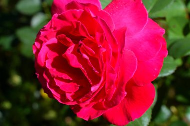 Canlı kırmızı bir gül gösteren uç makro resim.