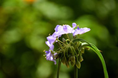 Bahçe bölgesinde çiçek açan küçük örümcekotlarını gösteren makro görüntü.
