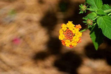 Macro image showing vibrant color lantana flower at garden. clipart