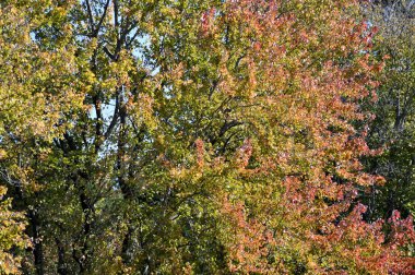Mahalle ağaçları sonbahar renklerine dönüşür.